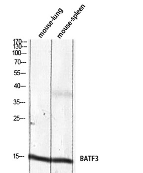 BATF3 rabbit pAb Antibody