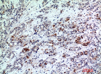 BATF3 rabbit pAb Antibody
