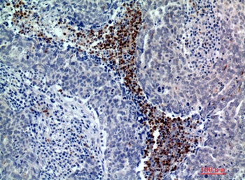 BATF3 rabbit pAb Antibody