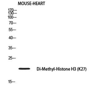 Histone H3 (Di Methyl Lys27) rabbit pAb Antibody