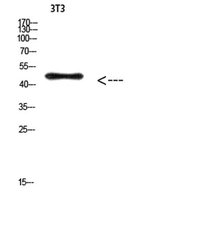 E2F-3 (Acetyl Lys168) rabbit pAb Antibody
