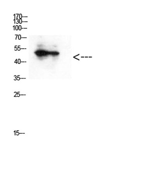 GATA-2/3 (Acetyl Lys336/304) rabbit pAb Antibody