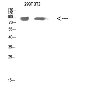 Atg9a rabbit pAb Antibody