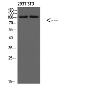 PI 3 Kinase Class 3 rabbit pAb Antibody