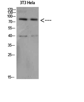 Amyloid-β rabbit pAb Antibody