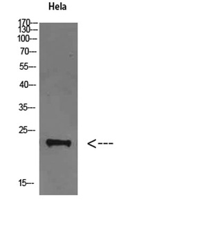 FAM3D rabbit pAb Antibody