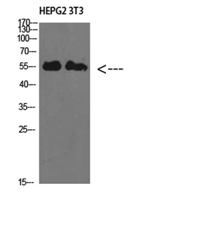 IL-17RB rabbit pAb Antibody
