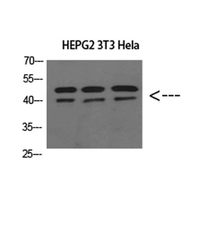 ERLIN1/2 rabbit pAb Antibody
