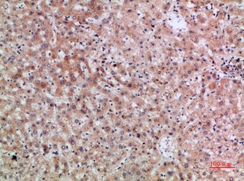 ERLIN1/2 rabbit pAb Antibody
