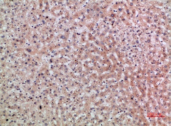 ERLIN1/2 rabbit pAb Antibody