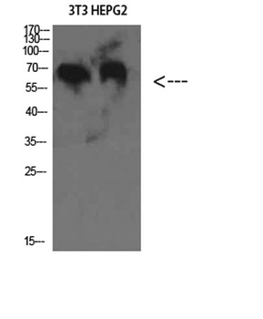 C8 β rabbit pAb Antibody