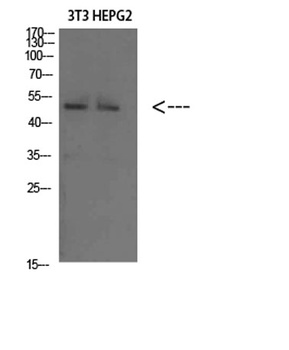 Factor IX rabbit pAb Antibody