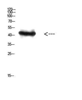 RCC1 rabbit pAb Antibody