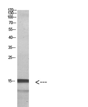 Histone H2A.Z rabbit pAb Antibody