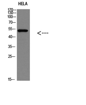 p53(Phospho-Ser366) rabbit pAb Antibody