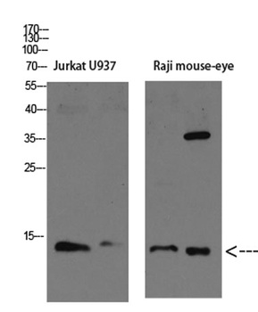Tcl1 rabbit pAb Antibody