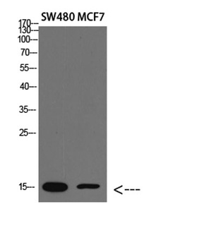 RPA14 rabbit pAb Antibody