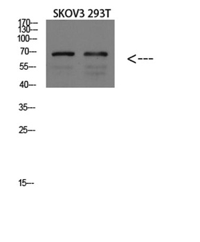 GADD34 rabbit pAb Antibody