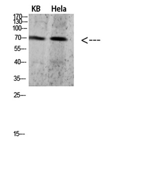PRC1 rabbit pAb Antibody