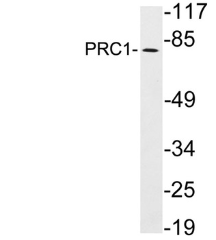 PRC1 rabbit pAb Antibody