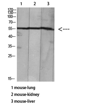 HNF-4α/γ (Acetyl Lys127/79) rabbit pAb Antibody