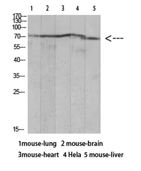 Ku-70 (Acetyl Lys317) rabbit pAb Antibody