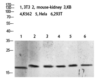 Histone H3 (Tri-Methyl-K10) rabbit pAb Antibody