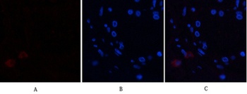 Annexin I rabbit pAb Antibody