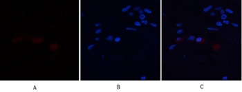Annexin I rabbit pAb Antibody