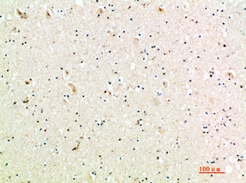 MIG rabbit pAb Antibody