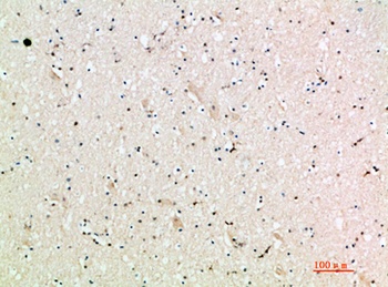 MIG rabbit pAb Antibody