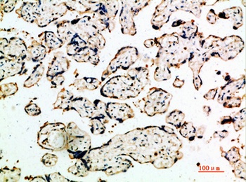 DDT rabbit pAb Antibody