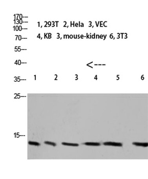 Cystatin A rabbit pAb Antibody