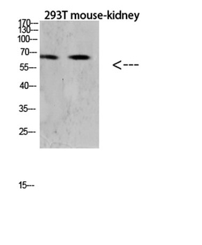 RANK rabbit pAb Antibody
