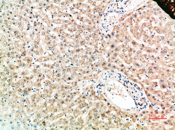 RANK rabbit pAb Antibody