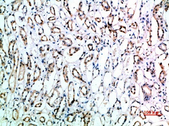 CD151 rabbit pAb Antibody