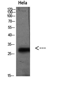 PD-L2 rabbit pAb Antibody