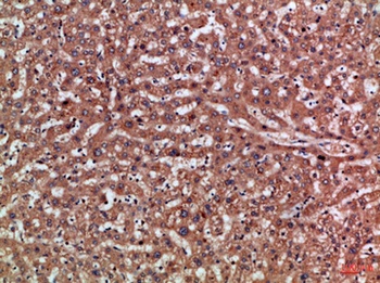 PD-L2 rabbit pAb Antibody