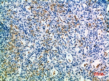 CD327 rabbit pAb Antibody