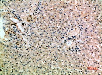 CD204 rabbit pAb Antibody