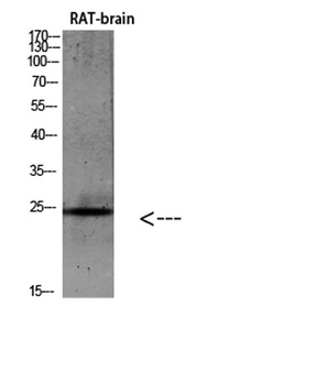 IL-19 rabbit pAb Antibody