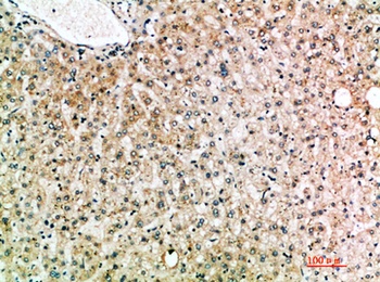 IL-19 rabbit pAb Antibody