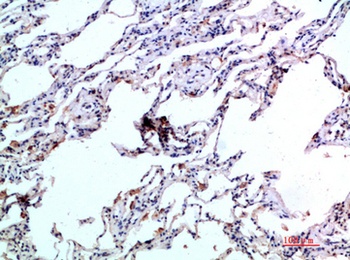 Eotaxin-2 rabbit pAb Antibody