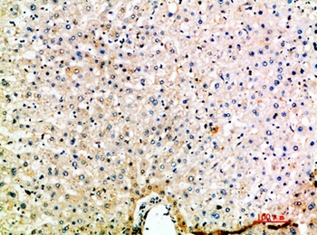 MIP-5 rabbit pAb Antibody