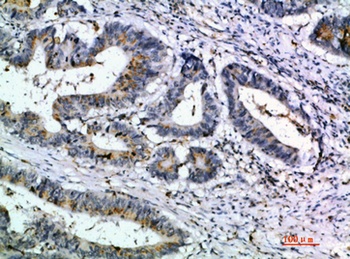 6CKine rabbit pAb Antibody