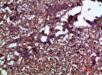 IL-17C rabbit pAb Antibody