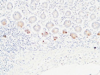 Ob rabbit pAb Antibody