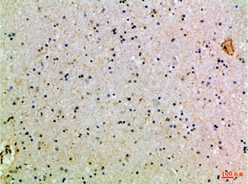 CD24 rabbit pAb Antibody