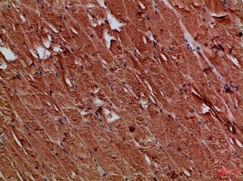 CNPY3 rabbit pAb Antibody