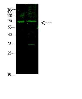 E2F-1 (Acetyl-K117) rabbit pAb Antibody